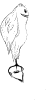 "stigiform Lasik" something resmbling an owl hanging from an open eyeball